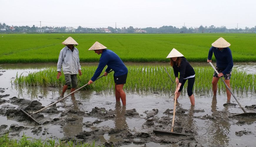 Hands-on Rice Growing Tour