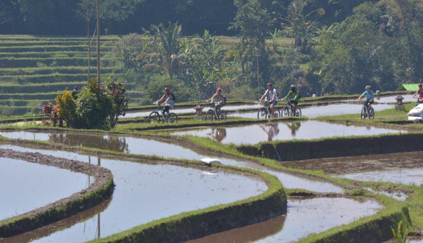 Cycling at Jatiluwih rice terraces