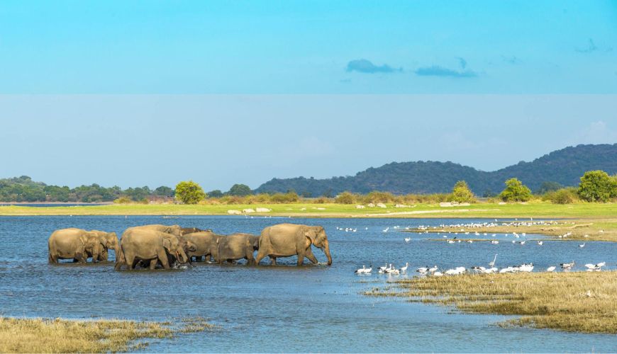 Sri Lanka’s wildlife: safaris, jungles and plains